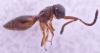 Conostigmus sp.